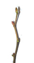 hazel (corylus avellana), buds broad, egg-shaped, rounded, reddish on the sunny side. 2009-01-26, Pentax W60. keywords: coryllus avellana, corylus silvestris, haselstrauch, noisetier, avelinier, nocciulo, filbert